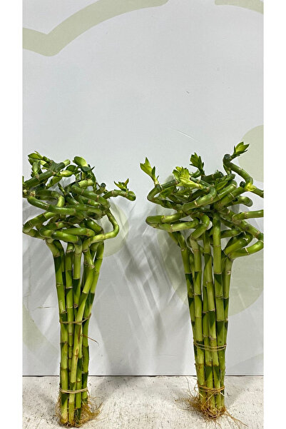 YAMAN Şans Bambusu 2 Adet 70. 80. Cm