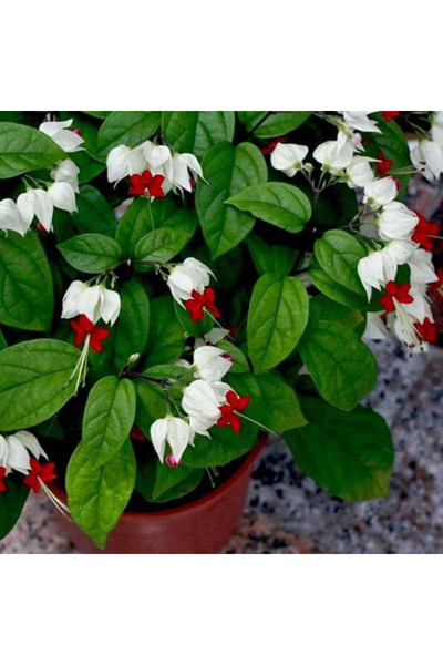 TroyaLab Beyaz Kızılay Çiçeği Fidanı 40 cm
