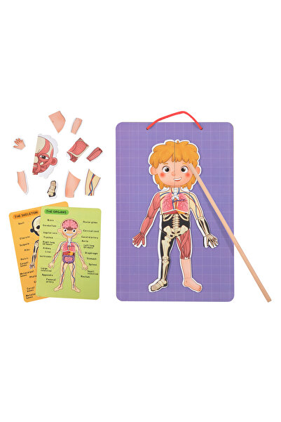 Tooky Toy Body Magnetic Chart