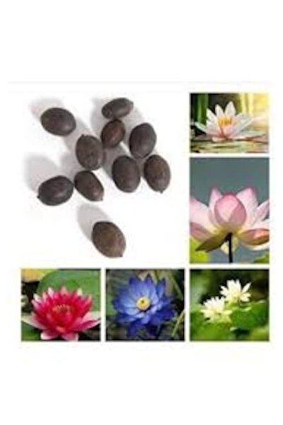 Köy Tohumları 5 Adet Tohum Nadir Bulunan Asya Kutsal Lotus Çiçeği Tohumu Nilü...