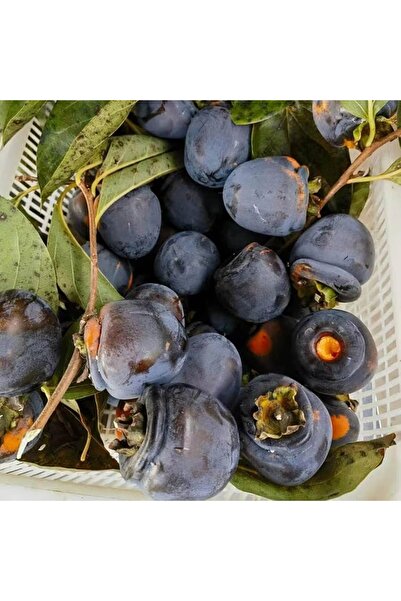 ASES NADİR BİR ÇEŞİT TÜPLÜ 3 YAŞ SİYAH HURMA FİDANI Diospyros kaki L., BOY 150-180 CM