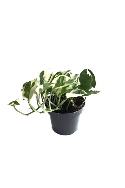 Betonish Epipremnum Aureum 'n Joy' (SALON SARMAŞIĞI)