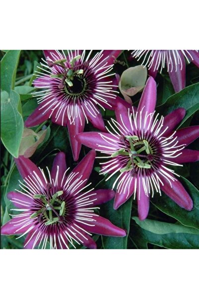 TacirDepo Tüplü Soğuklara Dayanıklı Pembe Çiçekli Passiflora Victoria Çiçeği ...
