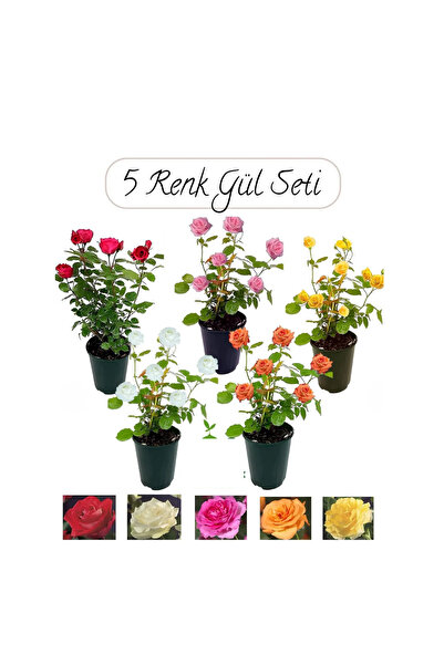 TroyaLab 5 li Yediveren Gül Fidanı