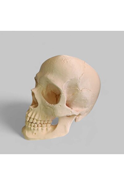 Genel Markalar / Kuru Kafa / Kafatası / Skull / 15 Cm