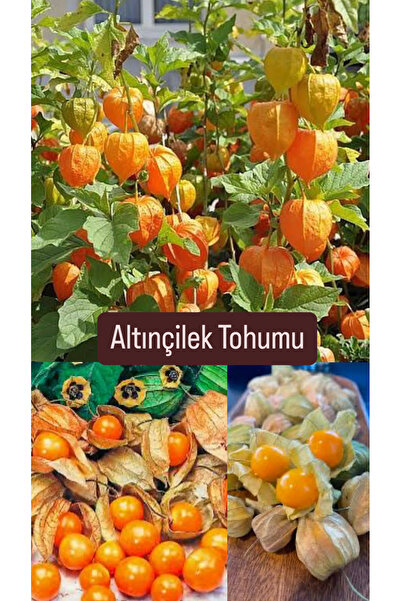 Birtutamrenk Altınçilek Tohumu 20adet