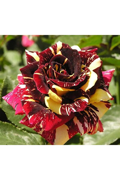 TohumBul Renk Değiştiren Sihirbaz Abkaradabra Gülü Yediveren Gül Çiçeği Fides...