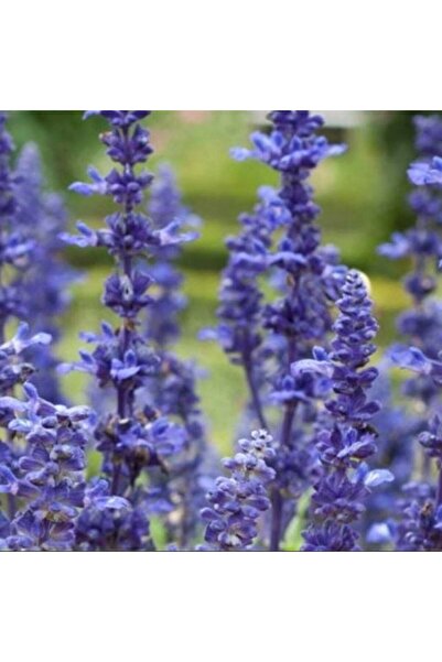 TohumBul Farina Arctic Blue Adaçayı Çiçeği Fidesi (3 fide)