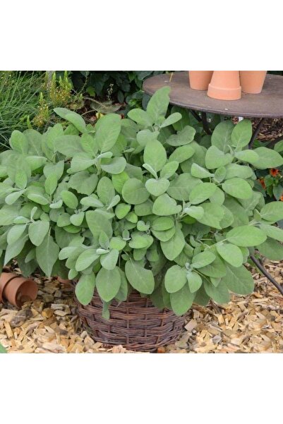 TohumBul Culinaria Adaçayı Fidesi (10 adet )