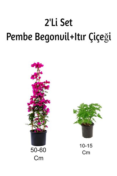 Gardenbox Pembe Begonvil+ Itır Çiçeği (Gül Damlası) 2'Li Set Dış Mekan Bitkisi
