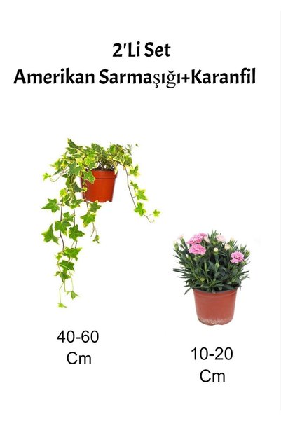 Gardenbox 2'li Set Alacalı Hedera Helix Sarmaşığı Pembe Karanfil Fidanı Dış Mekan Bitkisi
