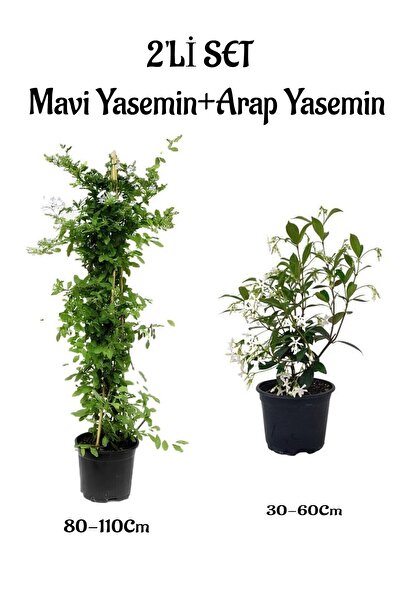 Nura Botanik Kokulu Mavi Yasemin Çiçeği Fidanı+Arap Yasemin Fidanı(30-60Cm) 2'li Set Bahçe Bitkisi
