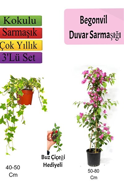 Nura Botanik Amerikan Duvar Sarmaşığı+ Pembe Begonvil+ BuzÇiçeği Hediyeli