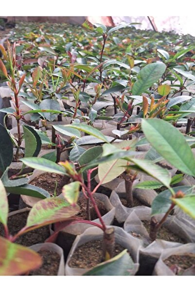 Nura Botanik Alev Çalısı Fidanı (10-20 Cm)30 Adet Tüplü Dış Mekan Bitkisi