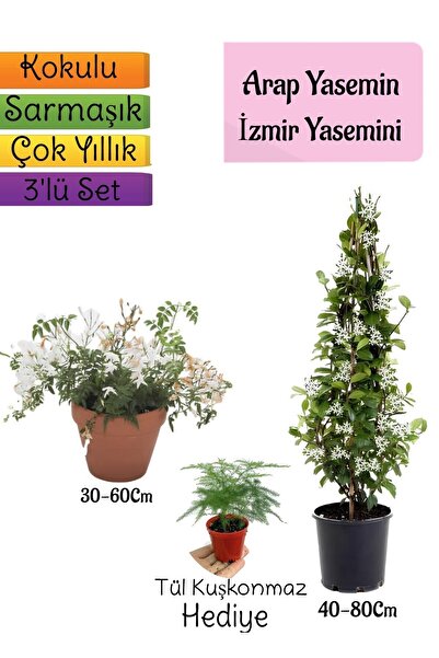 Gardenbox Kokulu Arap Yasemini+Klasik İzmir Yasemin+Tül Kuşkonmaz  3'lü Bahçe...