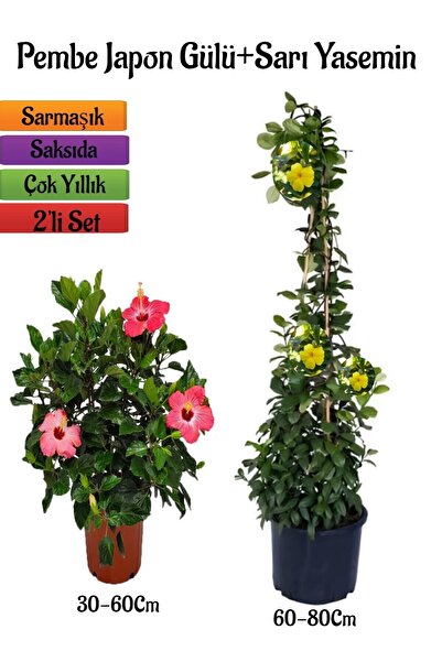 serada decor & plant Pembe Renk Japon Gülü Çiçeği+Sarı Yasemin Çiçeği Fidanı 2'li Bahçe Peyzaj Seti