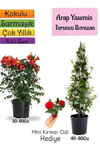 Gardenbox Kokulu Arap Yasemini+Turuncu Acem Borusu Çiçeği+Mini Gül Hediyeli 3...