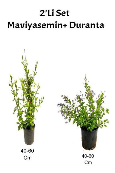 Nura Botanik Mis Kokulu Mavi yasemin +Mor Duranta Dış Mekan Bitkisi