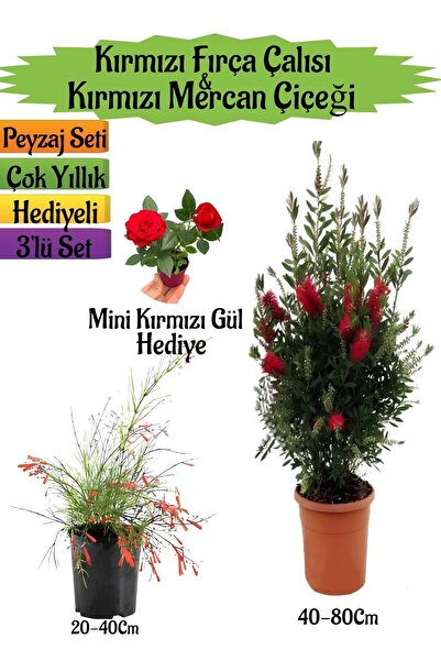 Nura Botanik Kırmızı Fırça Çalısı+Kırmızı Mercan Çiçeği+Mini Gül Hediyeli Pey...