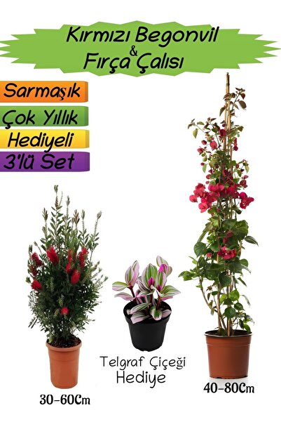 Gardenbox Kampanyalı Kırmızı Renk Begonvil Kırmızı Fırça Çalısı Buz Çiçeği 3'...