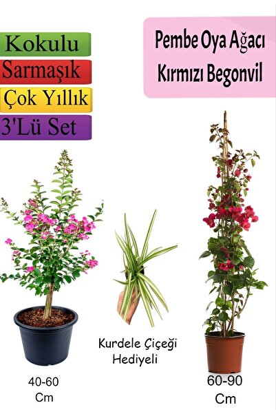 Gardenbox Pembe Oya Ağacı+ Kırmızı Begonvil+ Kurdele Çiçeği Hediyeli