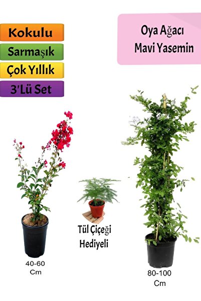 Bitkim Sende Mavi Yasemin+ Kırmızı Oya Ağacı + Tül Hediyeli