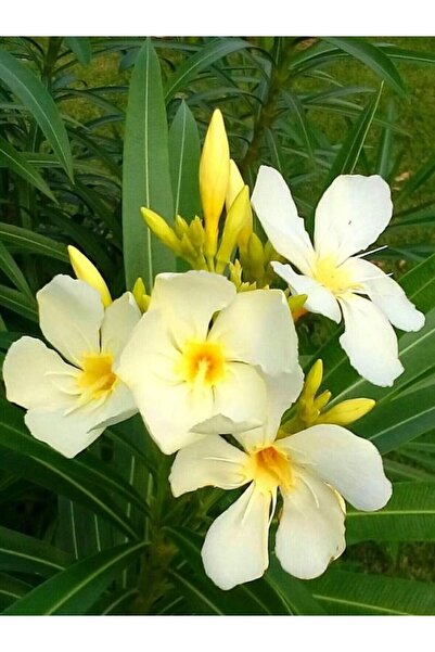 Nura Botanik Videolu Sarı Zakkum Fidanı 1 Adet Saksılı/ Tüplü 50-90 Cm Dış Me...