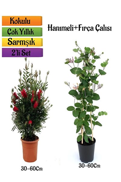 Gardenbox Kırmızı Fırça Çalısı+ Yoğun Kokulu Hanımeli Çiçeği Fidanı 2'li Bahç...