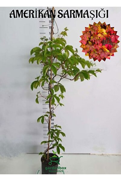 serada decor & plant Amerikan Sarmaşığı (Parthenocissus quinquefolia) Saksılı...