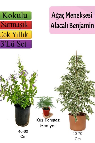 Nura Botanik Beyaz Alacalı Benjamin Bitkisi+ Ağaç Menekşesi (Duranta)+ Tül Çi...