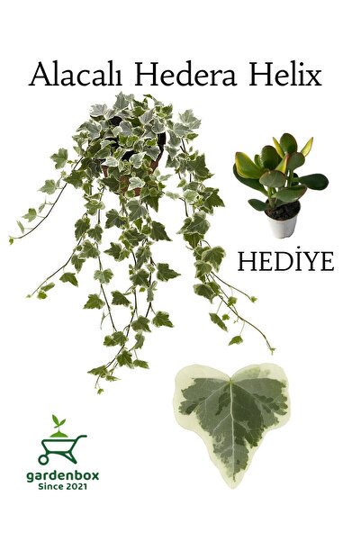Nura Botanik Hedera Helix Sarmaşığı Alacalı 1 ADET Saksılı 30-40Cm+Yeşim Para...
