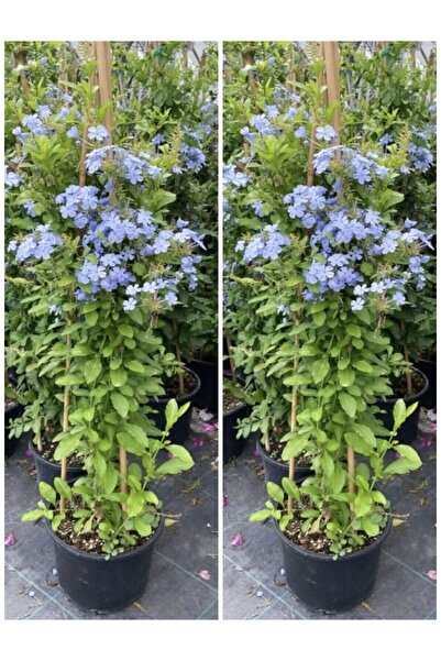Gardenbox Videolu Kokulu Mavi Yasemin Fidesi 2 Adet Saksılı/tüplü 35-60 Cm (P...