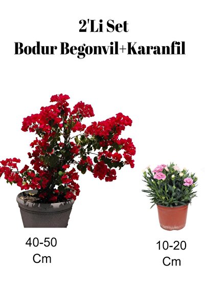 Gardenbox Kırmızı Bodur Begonvil+ Gaura Çiçeği 2'Li Set Dış Mekan Bitkisi (Be...