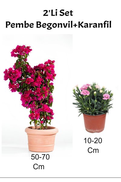 Gardenbox 2'Li Set Pembe Gelin Begonvili+ Pembe Karanfil Dış Mekan Bitkisi