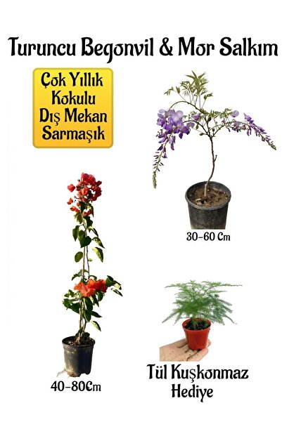 Nura Botanik Turuncu Begonvil Çiçeği+Mor Salkım Ağacı Fidanı Tül Kuşkonmaz He...