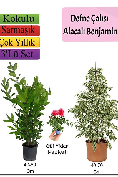 Nura Botanik Süper Ürün Beyaz Alacalı Benjamin Bitkisi Defne Çalısı Gül Fidanı