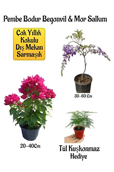 Nura Botanik Çok Avantajlı Pembe Bodur Begonvil+Mor Salkım Ağacı Fidanı Tül K...