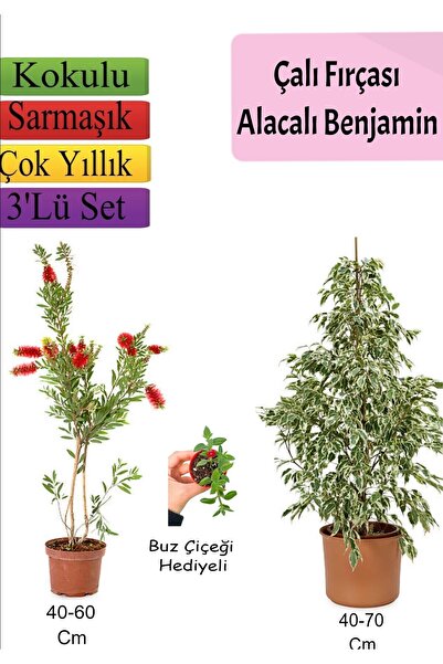 Gardenbox Beyaz Alacalı Benjamin Bitkisi+ Fırça Çalısı+ Buz Çiçeği