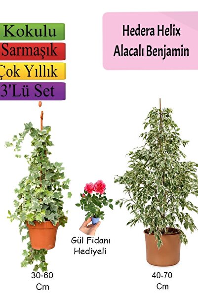Gardenbox Alacalı Beyaz Benjamin Bitkisi+ Hedera Helix Sarmaşığı+ Gül Fidanı