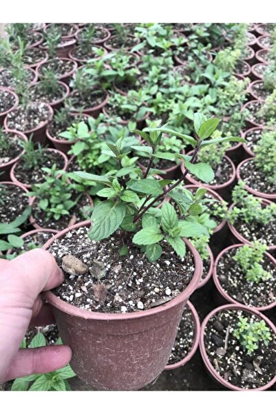 Gardenbox Saksılı Nane Fidanı Fidesi 1 Adet 10-20 Cm Mentha