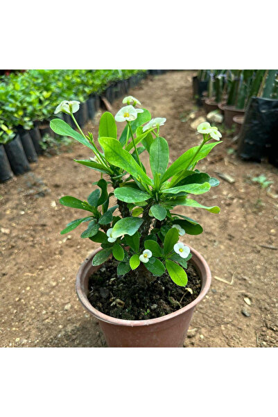 TroyaLab Beyaz Dikenler Tacı Çiçeği: Sevginin Gücünü Simgeleyen Özel Bir Çiçek