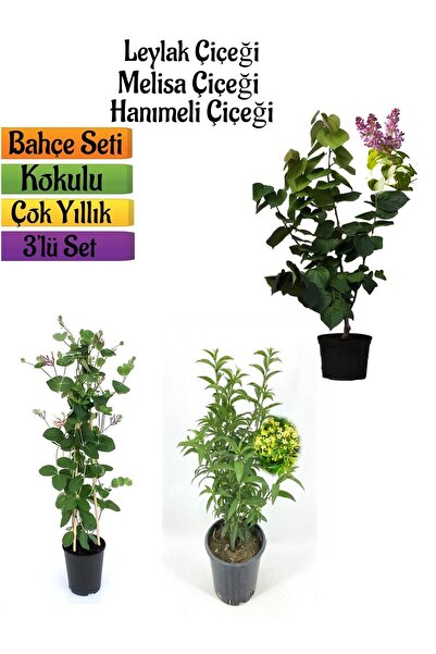 Gardenbox Kokulu Bahçe Seti Leylak Fidanı+Hanımeli Fidanı+Melisa Çiçeği Fidan...