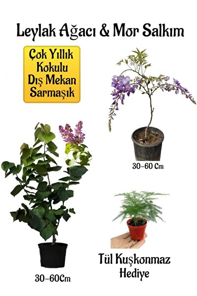 Bitkim Sende Yoğun Kokulu Leylak Ağacı Fidanı+Mor Salkım Ağacı Fidanı Tül Kuş...