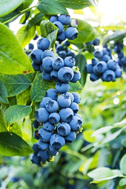 bidolumeyve YABAN MERSİNİ - BLUEBERRY 500 GR