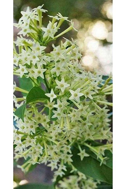 AYDOĞDU Saksıda Melisa Gece Sefası Fidanı 1 metre