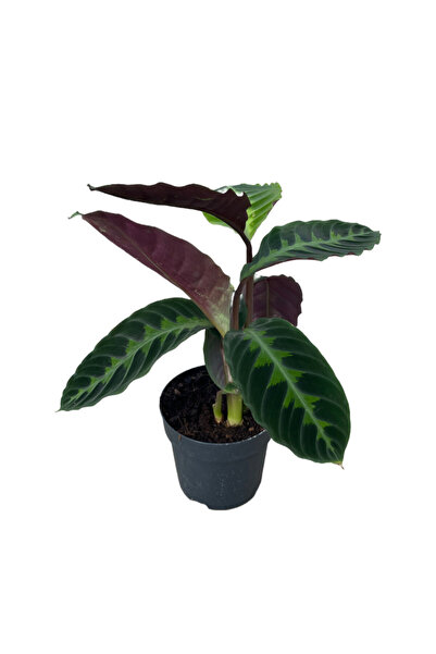 Betonish Calathea Warscewiczii (Dua Çiçeği)