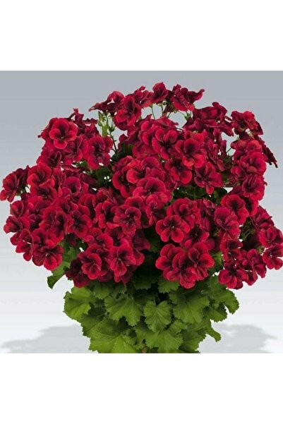 EvveBahce Clario Dark Red Canan Ceylangözü Çiçeği Fidesi (1 adet)