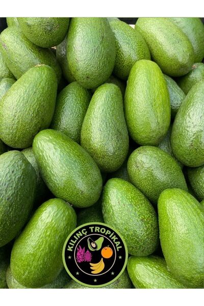KILINÇ TROPİKAL 1 Kg Avokado Mini Boy Taze Hasat Anamur