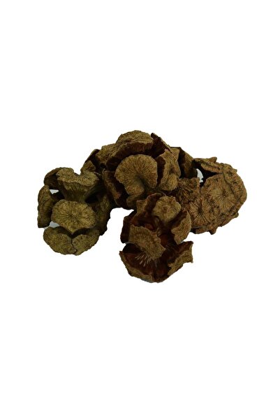 LokmanAVM Doğal Selvi Kozalağı Saf Servi Kozalağı Kozalak 100gr Paket