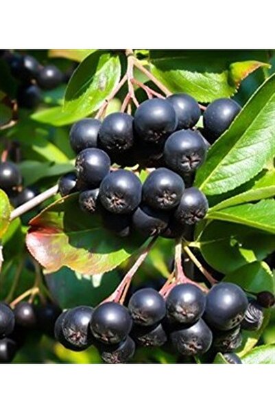 Fidan Köy Aronya buyuk tüplü